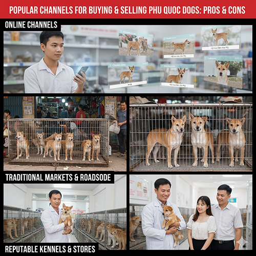 Các kênh phổ biến khi mua bán chó Phú Quốc: online – chợ – trại uy tín