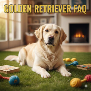 Golden Retriever nằm trong phòng khách, xung quanh có đồ chơi – ảnh đại diện FAQ chó Golden