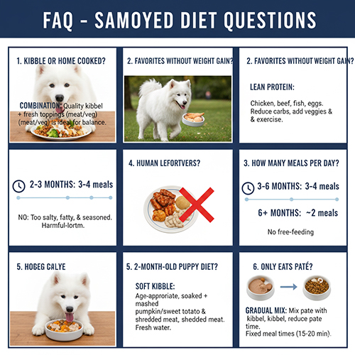Các câu hỏi thường gặp về chế độ ăn của chó Samoyed như ăn hạt hay cơm nhà số bữa mỗi ngày và thực phẩm nên tránh