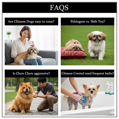 alt textTổng hợp câu hỏi thường gặp về chó Trung Quốc như Shih Tzu, Pekingese, Chow Chow và Chinese Crested cùng hình ảnh minh họa thực tế