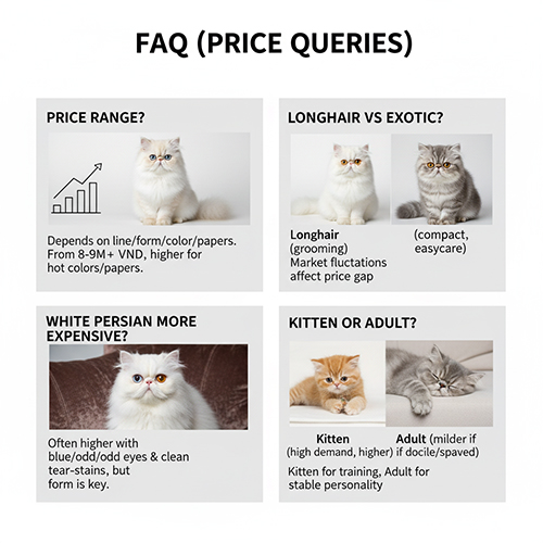 FAQ giá mèo Ba Tư – các câu hỏi phổ biến về giá, màu, dòng và tuổi