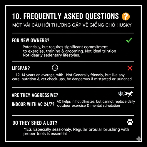 Bảng FAQ về giống chó Husky trình bày các câu trả lời ngắn gọn kèm biểu tượng minh họa