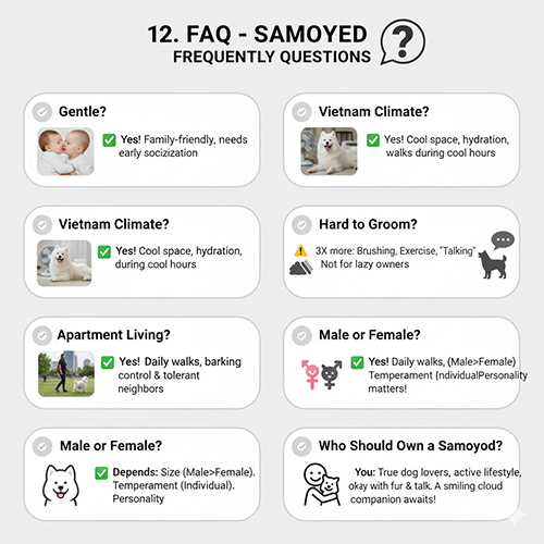 Các câu hỏi thường gặp về Samoyed kèm biểu tượng minh họa dễ hiểu