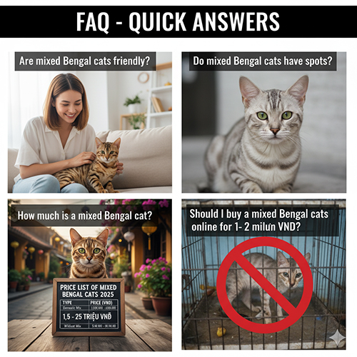 Bốn hình minh họa câu hỏi thường gặp về mèo Bengal lai: độ thân thiện, hoa văn đốm, giá bán và cảnh báo mua mèo giá rẻ online.