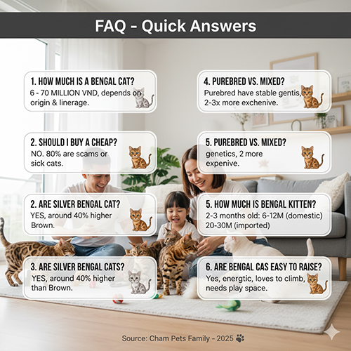 FAQ mèo Bengal – giải đáp nhanh về giá, nguồn gốc, độ thuần chủng, màu Silver và khả năng nuôi dưỡng