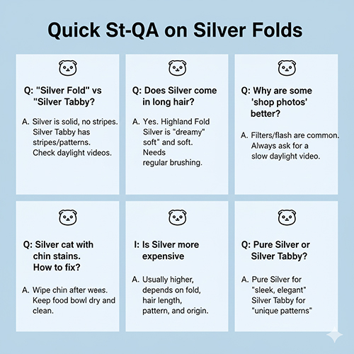 Bảng hỏi đáp nhanh về mèo Silver Scottish Fold với các câu hỏi phổ biến như khác biệt Silver vs Silver Tabby, cách xử lý ố vàng cằm và giá bán