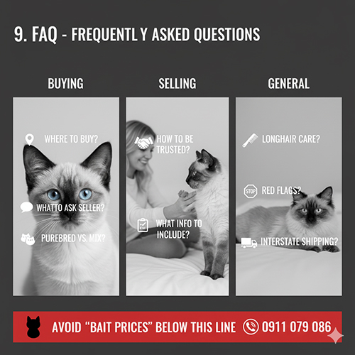Câu hỏi thường gặp khi mua bán mèo Xiêm – hướng dẫn mua an toàn, ship liên tỉnh và chăm sóc hậu nhận