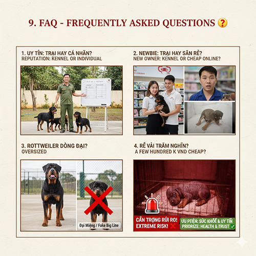 FAQ mua bán chó Rottweiler: câu hỏi thường gặp và lời khuyên quan trọng