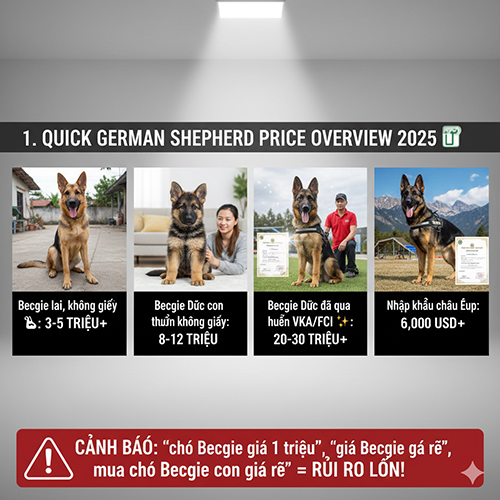 bảng giá chó Becgie Đức 2025 – Becgie lai, thuần không giấy, có giấy và nhập khẩu