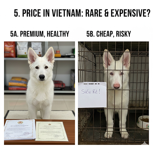 So sánh chó Becgie trắng khỏe mạnh có giấy tờ và chó Becgie trắng giá rẻ tiềm ẩn rủi ro