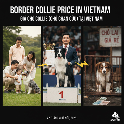 Giá chó Border Collie (chó Collie chăn cừu) tại Việt Nam, các mức giá từ pet đến thuần chủng và cảnh báo chó giá rẻ