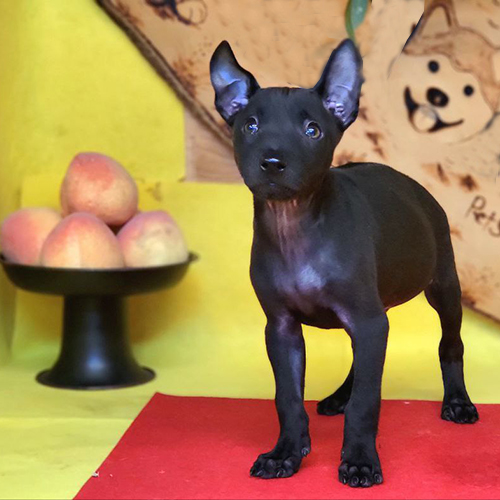 Chó Phú Quốc thuần chủng con màu đen tai dựng xoáy lưng rõ trong môi trường nuôi