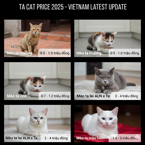 Bảng giá mèo ta tại Việt Nam gồm mèo ta thường, mèo ta con, mèo ta lai và mèo ta màu hiếm