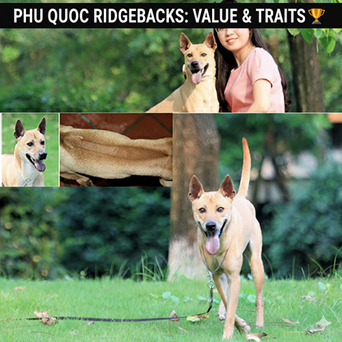 Giá trị chó Phú Quốc và mối liên hệ với xoáy lưng – từ thú chơi chuẩn giống đến chọn nuôi gia đình 🐕🏆