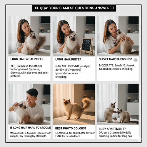 Chuỗi hình ảnh Q&A về mèo Xiêm lông dài và lông ngắn, minh họa các câu hỏi thường gặp như giá, rụng lông, màu lông và cách chăm sóc