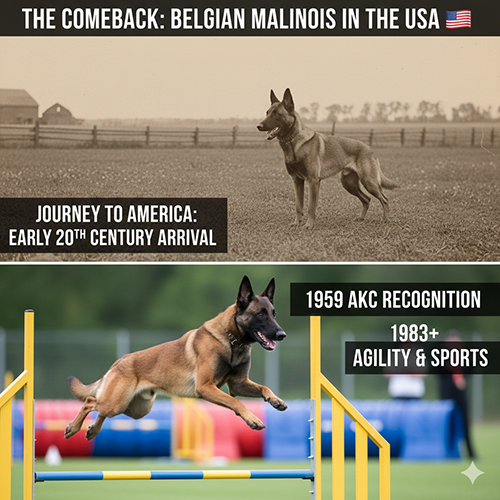 Infographic hành trình chó Béc Bỉ Malinois tại Mỹ với ảnh lịch sử và ảnh thi vượt chướng ngại vật