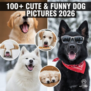 100+ hình ảnh chó đẹp dễ thương và hài hước nhất