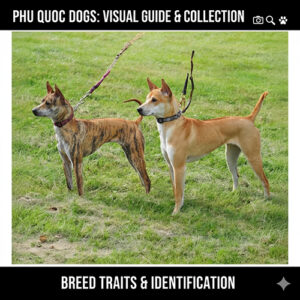 hình ảnh chó Phú Quốc thuần chủng đứng trên bãi cỏ trong bộ sưu tập đẹp và hướng dẫn nhận diện nhanh