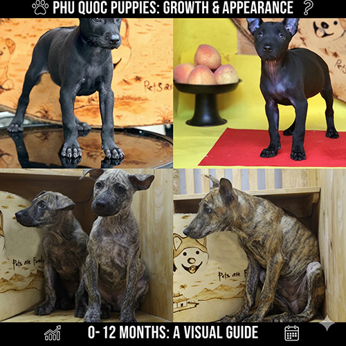 hình chó Phú Quốc con qua các giai đoạn từ sơ sinh đến 12 tháng với sự thay đổi form và xoáy lưng