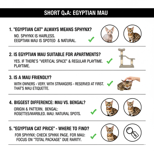 Hỏi đáp ngắn về mèo Egyptian Mau gồm nhầm lẫn với Sphynx, khả năng nuôi căn hộ và khác biệt với Bengal