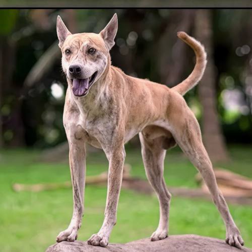 Huấn luyện chó Phú Quốc giữ nhà nhưng vẫn thân thiện với người trong gia đình