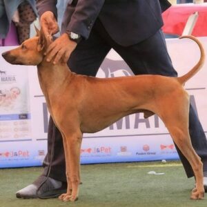 Huấn luyện chó Phú Quốc từ cún con hiếu động đến chó giữ nhà ngoan ngoãn