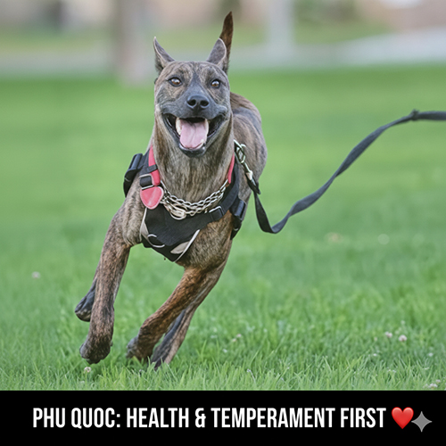 Khi nào xoáy không quan trọng bằng sức khỏe và tính cách chó Phú Quốc? 🐕❤️