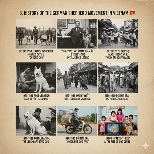 Các hình tư liệu về chó Becgie Đức ở Việt Nam qua nhiều thời kỳ: Đông Dương trước 1954, giai đoạn ông Phạm Xuân Ái – chó Xình, thời bao cấp, thời Đổi Mới và phong trào Rex – CLB chó hiện đại