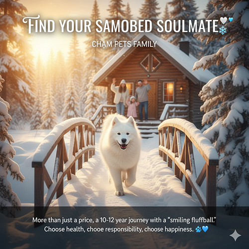 Lời kết về hành trình nuôi Samoyed – chọn đúng giá, đúng nơi bán và đúng cảm xúc