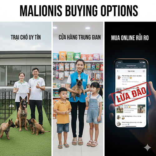 Các lựa chọn khi mua chó Béc Bỉ Malinois: trại uy tín, cửa hàng trung gian, mua online