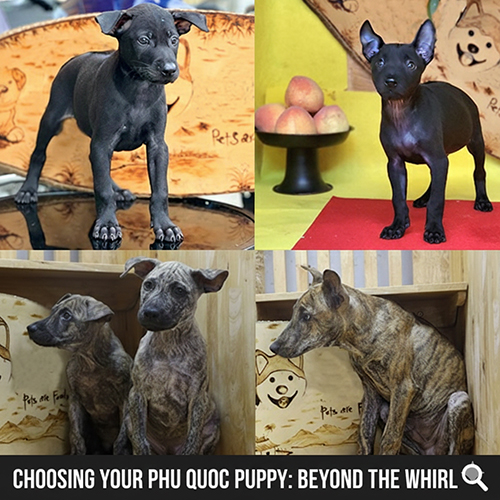 Lưu ý chọn chó Phú Quốc con dựa trên xoáy: nhìn tổng thể, ánh sáng tốt, tránh “thần thánh hóa” xoáy lạ 🐕🔍