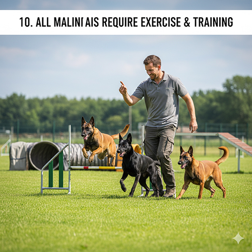 Ba chó Malinois các màu đang tập luyện agility cùng người huấn luyện trên sân cỏ