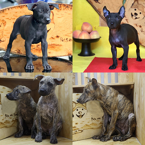 So sánh màu chó Phú Quốc vện cọp, vàng lửa và bạch hổ về độ hiếm và giá bán