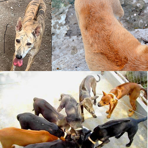 So sánh màu lông và xoáy lưng chó Phú Quốc ảnh hưởng đến giá bán