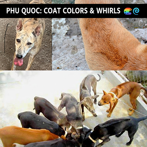 Màu lông và xoáy chó Phú Quốc: tổng quan các kiểu phổ biến và cách nhận biết