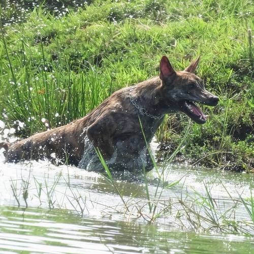 Chó Phú Quốc đang vận động dưới nước, thể hiện bản năng và tính cách linh hoạt