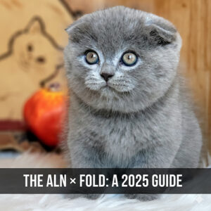Mèo Anh lông ngắn tai cụp (ALN × Fold) dễ thương, lông xám mượt, tai cụp đặc trưng, ngồi trên nền lông trắng