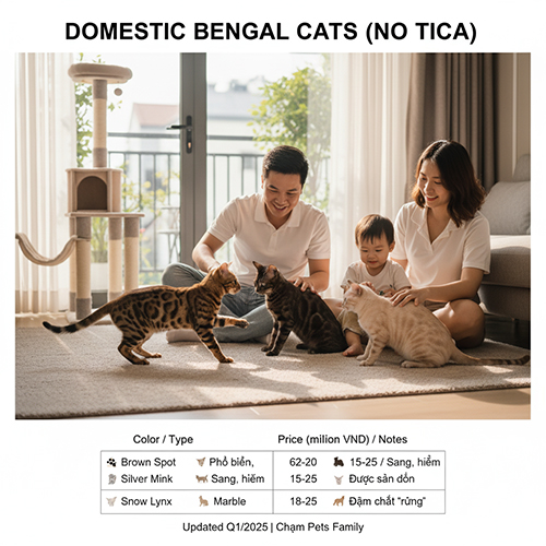Mèo Bengal sinh trong nước không giấy TICA – bảng giá chi tiết theo màu và đặc điểm từng dòng
