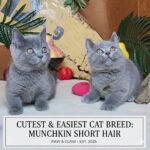 Hai mèo Munchkin lông ngắn màu xám xanh ngồi cạnh nhau trong studio, phông nền có trái cây và dòng chữ “Cutest & Easiest Cat Breed: Munchkin Short Hair”.