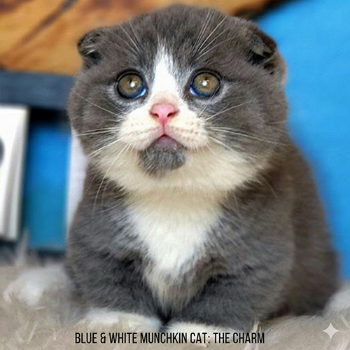 Mèo chân ngắn xám trắng 🩶 – Mèo Munchkin Blue White dễ thương, khuôn mặt tròn đáng yêu và ánh mắt to long lanh.