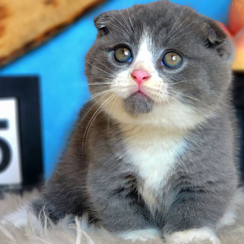Mèo Munchkin Fold màu xám trắng với đôi tai cụp và khuôn mặt tròn đáng yêu