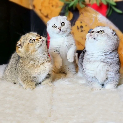 Ba chú mèo Munchkin Fold màu golden và silver với đôi tai cụp đáng yêu đang ngồi trên thảm trắng