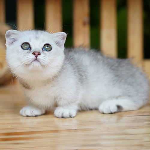 Mèo Munchkin Fold màu silver với đôi tai cụp và đôi mắt xanh đang ngồi trên sàn gỗ