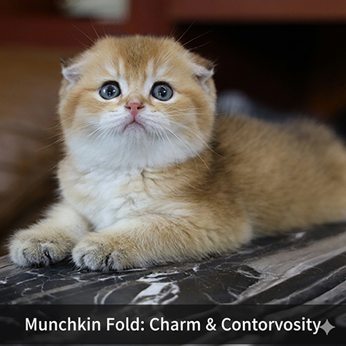 Mèo Munchkin Fold vàng nâu đang nằm trên bàn đá với đôi tai cụp dễ thương