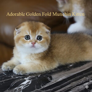 Mèo Munchkin Golden nằm trên mặt đá, mắt to tròn, bộ lông vàng óng đáng yêu.