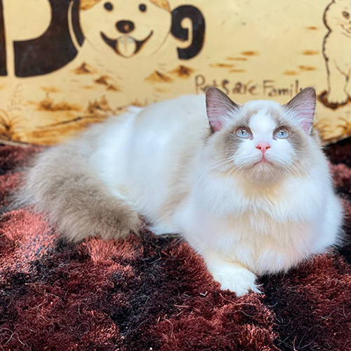 Mua mèo Ragdoll – Xem mắt, pattern và video từng bé