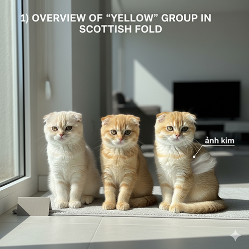 Ba mèo Scottish Fold màu nhóm “vàng” (cream – yellow – golden) ngồi cạnh cửa sổ; ánh sáng daylight giúp thấy undercoat sáng và tipping “ánh kim”.