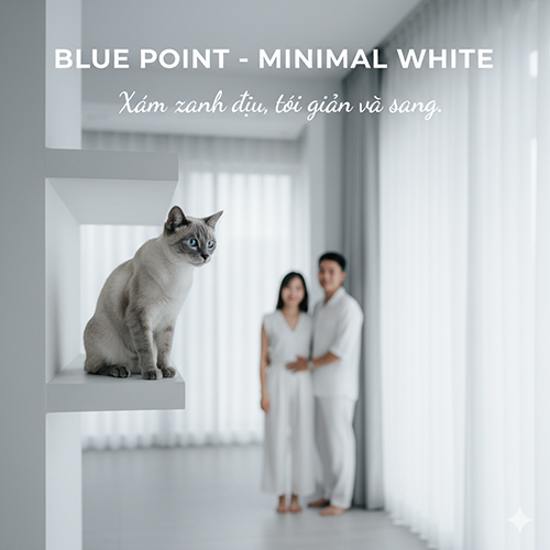 Mèo Xiêm màu blue point ngồi trên kệ trắng trong không gian nội thất tối giản, tông trắng xám thanh lịch.