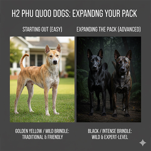 Chó Phú Quốc màu vàng và chó Phú Quốc màu đen, vện minh họa việc mở rộng đàn theo kinh nghiệm nuôi