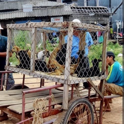 Khu mua bán chó Phú Quốc với nhiều chó nhốt lồng cần cẩn trọng khi chọn mua